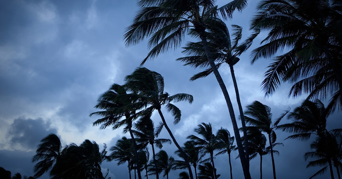 palm trees with a grey sky under the stormy wind