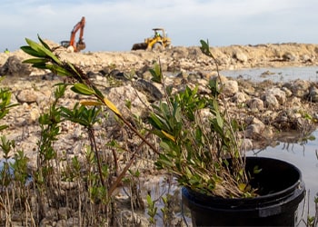 Mangrove Relocation Initiative at Legendary Marina Blue Water Cay