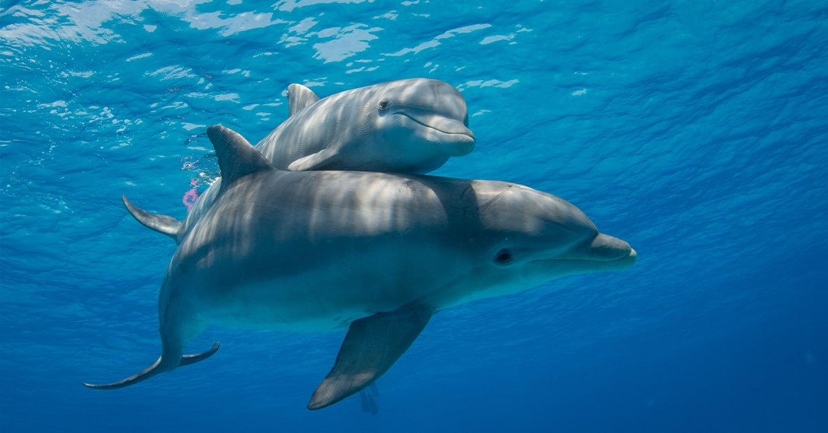 dolphin tours in the gulf of mexico